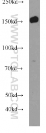 22585-1-AP - BCR