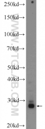 25699-1-AP - BDNF