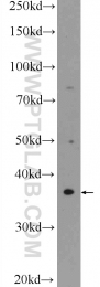 25622-1-AP - BHLHB5 / BHLHE22