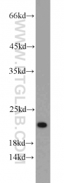 10988-1-AP - BID