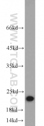 10988-1-AP - BID