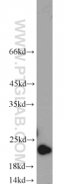 10988-1-AP - BID