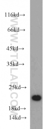 10988-1-AP - BID