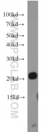 10988-1-AP - BID
