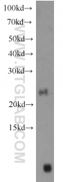 10988-1-AP - BID