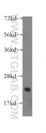10988-1-AP - BID