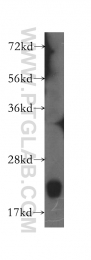 10988-1-AP - BID