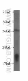 10988-1-AP - BID