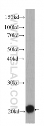 60301-1-Ig - BID