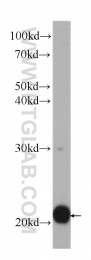 60301-1-Ig - BID