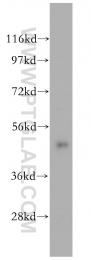 14941-1-AP - Bleomycin hydrolase