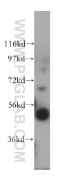 14941-1-AP - Bleomycin hydrolase