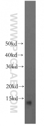 19687-1-AP - BLOC-1 subunit 1