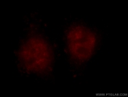 10832-1-AP - BMI-1 / RNF51