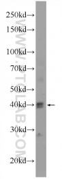 10832-1-AP - BMI-1 / RNF51