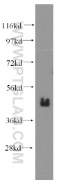 10832-1-AP - BMI-1 / RNF51