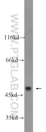 22858-1-AP - BMP10