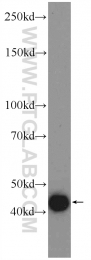 22188-1-AP - BMP3