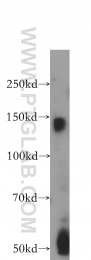 19087-1-AP - BMPR2
