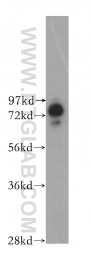 11859-1-AP - BRD3