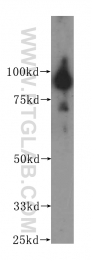 11859-1-AP - BRD3