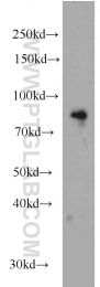 12673-1-AP - BRSK1