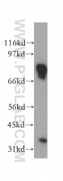12673-1-AP - BRSK1