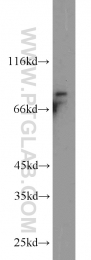 11589-1-AP - BRSK2