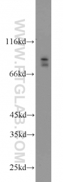 11589-1-AP - BRSK2