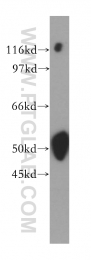 13557-1-AP - BRUNOL5 / CELF5