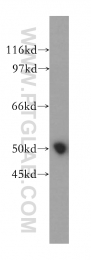 13557-1-AP - BRUNOL5 / CELF5