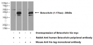10870-1-AP - Betacellulin