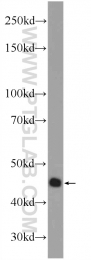 13330-1-AP - BUB1A