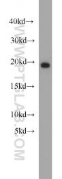11798-1-AP - BUD31 / EDG2