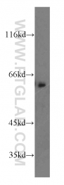 19491-1-AP - ATG14 / Barkor