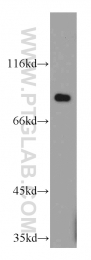 20924-1-AP - C7orf58