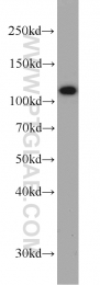 12781-1-AP - CBLB / RNF56