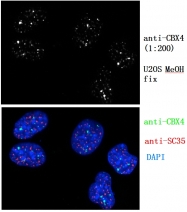 18544-1-AP - CBX4 / PC2