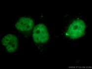 18544-1-AP - CBX4 / PC2