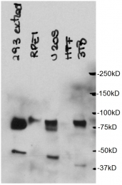 18544-1-AP - CBX4 / PC2