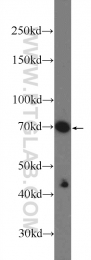 18544-1-AP - CBX4 / PC2