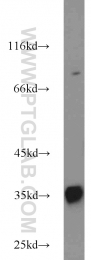 22802-1-AP - CCS / SOD4