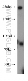 18160-1-AP - CD248 / TEM1