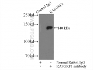 12958-1-AP - RASGRF1