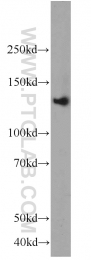 12958-1-AP - RASGRF1