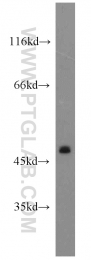 21013-1-AP - CLEC18A