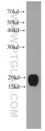 66173-1-Ig - TMEM4 / CNPY2