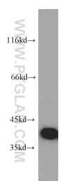 15215-1-AP - TNRC5 / CNPY3