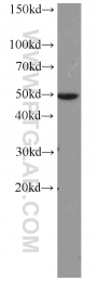 22014-1-AP - Collagen type IV alpha 6 chain