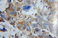 11448-1-AP - Complex IV subunit Va